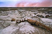 United States, Arizona, Petrified Forest National Park, Concentration of Fossil Tree Trunks in Petrified Forest National Park