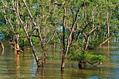 Malaysia, Borneo, Bako National Park, Mangroves are among the most productive ecosystems in biomass on our planet