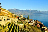 Switzerland, Canton of Vaud, Lavaux Vineyard Terraces listed as World Heritage by UNESCO, it extends from Montreux to Lausanne on 32km along Lake Geneva and 850ha, the village of Saint Saphorin