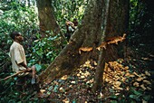 Congo, East, Lobeke, the Baka people monitor the activity of bees to obtain honey