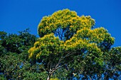 Ecuador,Orellana,Rio Cononaco,der Baum namens Guayacan verliert gegen Ende der Trockenzeit alle seine Blätter und lässt seine Flora aus Oro platzen