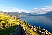 Switzerland, Canton of Vaud, Lavaux Vineyard Terraces listed as World Heritage by UNESCO, it extends from Montreux to Lausanne on 32km along Lake Geneva and 850ha, the village of Saint Saphorin