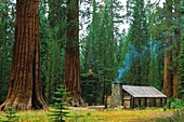 Vereinigte Staaten,Kalifornien,Yosemite National Park,Mariposa Grove Sequoia Forest