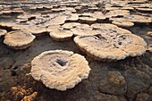 Ethiopia, Danakil Desert, Dallol's explanation of a unique site on Earth lies in the dual game of volcanism and hydrology