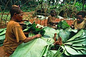 Congo, East, Lobeke, Baka pygmies groups build huts built with curved branches and covered with large leaves