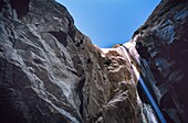 Frankreich,Insel La Réunion,Canyons,Schlucht mit gelben Blumen