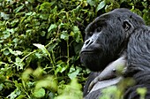 Ruanda,Nordprovinz,Volcanoes National Park,der Berggorilla (Gorilla beringei) kann zwei Meter hoch werden und 300 Kilo wiegen