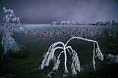 Philippines, Luzon, Pinatubo Volcano, Rice fields covered with ash by the eruption of the volcano Pinatubo