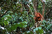 Malaysia, Sarawak, Semengok, the Semonggok Wildlife Rehabilitation Center is located south of Kuching, and is a rehabilitative sanctuary of Orangs-utans who were injured or captured