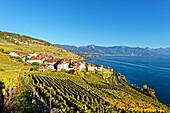 Switzerland, Canton of Vaud, Lavaux Vineyard Terraces listed as World Heritage by UNESCO, it extends from Montreux to Lausanne on 32km along Lake Geneva and 850ha, the village of Rivaz and the city of Montreux in the background