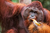 Malaysia, Sarawak, Semengok, the Semonggok Wildlife Rehabilitation Center is located south of Kuching, and is a rehabilitative sanctuary of Orangs-utans who were injured or captured