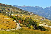 Switzerland, Canton of Vaud, Lavaux Vineyard Terraces listed as World Heritage by UNESCO, it extends from Montreux to Lausanne on 32km along Lake Geneva and 850ha, the village of Rivaz