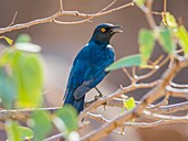 Namibia,Kunene Provinz,Torra Conservancy,Großer Blauohrstar