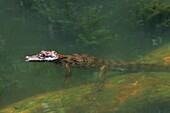 Costa Rica, Sarapiqui, Costa Rica, Sarapiqui Valley, spectacled caiman (Caiman crocodylus)