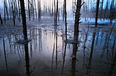 United States, Wyoming, Idaho, Montana, Yellowstone National Park, In winter Yellowstone National Park is made difficult to access by cold and snow very important