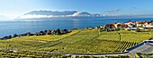 Switzerland, Canton of Vaud, Lavaux Vineyard Terraces listed as World Heritage by UNESCO, it extends from Montreux to Lausanne on 32km along Lake Geneva and 850ha, the village of Rivaz