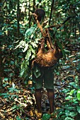 Congo, East, Lobeke, Baka men hunt and trap in the surrounding forest with poisonous arrows and spears