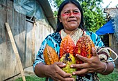 Ecuador, Tena, immersion life experience with the Waoranis of the Rio Nushino, Dayuno community, fresh cocoa pods with beans