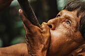 Ecuador, Orellana, Rio Cononaco, blowgun hunting, the Huaorani are one of the last two tribes of hunter-gatherers who live in the heart of the rainforest of Ecuador