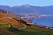 Switzerland, Canton of Vaud, Lavaux Vineyard Terraces listed as World Heritage by UNESCO, it extends from Montreux to Lausanne on 32km along Lake Geneva and 850ha, the village of Rivaz and the city of Montreux in the background