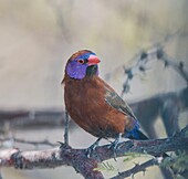 Namibia, Oshana province, Etosha National Park, Violet Eared Waxbill