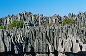 Madagaskar,Melaki,Tsingy-Nationalpark von Bemaraha,Tsingy,sind als echte Kalkstein-Kathedralen,die von der UNESCO als Weltkulturerbe aufgeführt sind