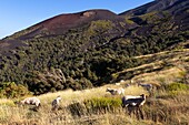 Italy, Sicily, Mount Etna Regional Nature Park, Mount Etna, UNESCO World Heritage Site, North Slope