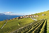 Switzerland, Canton of Vaud, Lavaux Vineyard Terraces listed as World Heritage by UNESCO, it extends from Montreux to Lausanne on 32km along Lake Geneva and 850ha, the village of Rivaz