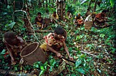 Congo, East, Lobeke, Baka women grow plants, such as plantains, cassavas and bananas, and practice beekeeping