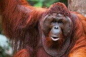 Malaysia, Sarawak, Semengok, the Semonggok Wildlife Rehabilitation Center is located south of Kuching, and is a rehabilitative sanctuary of Orangs-utans who were injured or captured