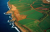 Vereinigte Staaten,Insel Maui,Hawaii,Ananasplantage auf der Insel Maui aus der Luft gesehen (Luftaufnahme)