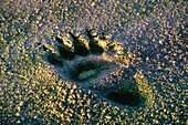 Russia, Kamchatka, Grizzly Trace in the Uzon Caldera