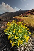 Italy, Sicily, Mount Etna Regional Nature Park, Mount Etna, UNESCO World Heritage Site, North Slope, Séneçon flower