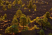 Italy, Sicily, Mount Etna Regional Nature Park, Mount Etna, UNESCO World Heritage Site, North Slope