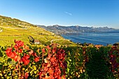 Switzerland, Canton of Vaud, Lavaux Vineyard Terraces listed as World Heritage by UNESCO, it extends from Montreux to Lausanne on 32km along Lake Geneva and 850ha