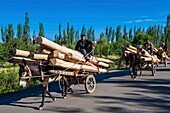 China, Xinjiang autonomous region, Kashgar, donkey carts transporting wood