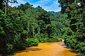 Malaysia, Borneo, Danum Valley, Danum Valley Conservation Area