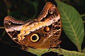 Costa Rica, Sarapiqui, In the rainforest of the Sarapiqui Valley in Costa Rica the butterfly owls (Caligo eurilochus)