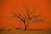 Namibia,Sesriem,Namib Naukluft Park,Dead Vlei ist eine weiße Tonschale in der Nähe des berühmten Sossusvlei Salars in der Namib Wüste