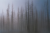 United States, Wyoming, Idaho, Montana, Yellowstone National Park, In winter Yellowstone National Park is made difficult to access by cold and snow very important