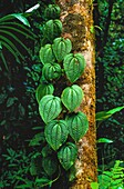 France, French Guiana, one square kilometer of Amazon forest can contain 90,790 t of living plants