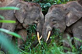 Malaysia, Borneo, Kinabatangan River, Pygmy Elephants of Borneo