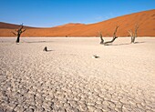 Namibia,Provinz Hardap,Namib-Naukluft-Nationalpark,Deadvlei