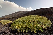 Italy, Sicily, Mount Etna Regional Nature Park, Mount Etna, UNESCO World Heritage Site, North Slope, Pads of Astragalus siculus, endemic species of Etna