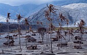 Philippines, Luzon Island, Pinatubo Volcano, 1991 Eruption of Pinatubo Volcano and Evacuation