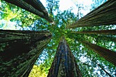 Vereinigte Staaten,Kalifornien,Redwood National Park,Redwood National Park schützt die reiche einheimische Flora und Fauna