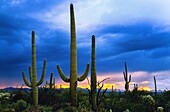 Vereinigte Staaten,Arizona,Saguaro National Park,der Kaktus,der dem Park seinen Namen gab,ist der Saguaro (Carnegiea gigantea)