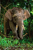 Malaysia, Borneo, Kinabatangan River, Pygmy Elephants of Borneo