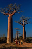 Madagascar, Tulear, Menabe, Baobab Alley, (Adansonia grandidieri)