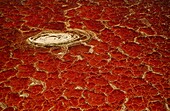 Tanzania, North Frontier, Lake Natron from the Sky (aerial view)